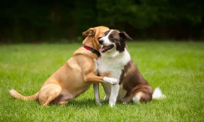 Dog Love Dog